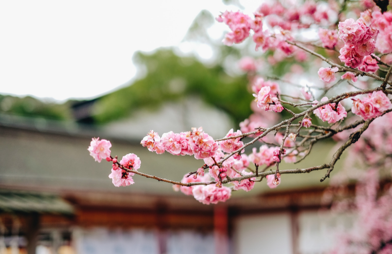 Fukuoka Sakura Japón