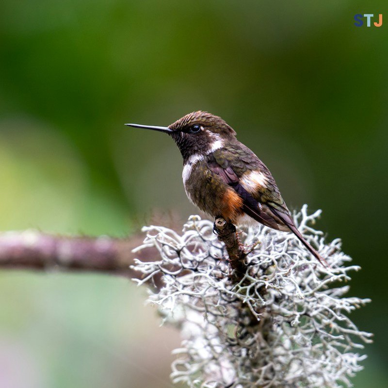 Hummingbird in Mindo, in the Chocó Andino Biosphere Reserve north-west of Quito, Ecuador.