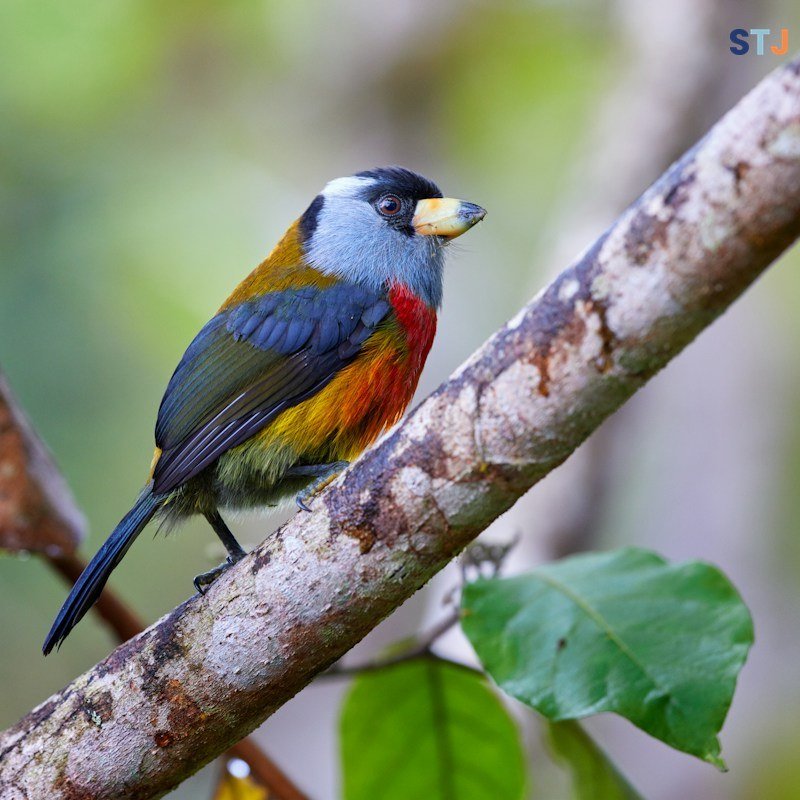 Chocó Andino: el turismo comunitario que protege el bosque