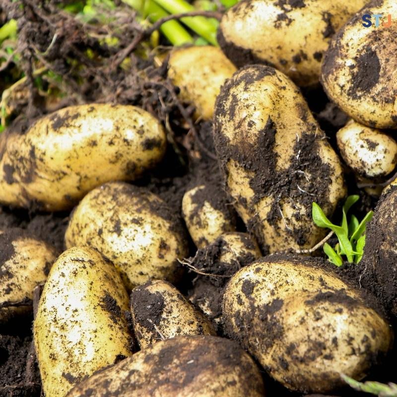 Manos seleccionando papas de distintas variedades en un puesto del Mercado Iñaquito, en Quito.