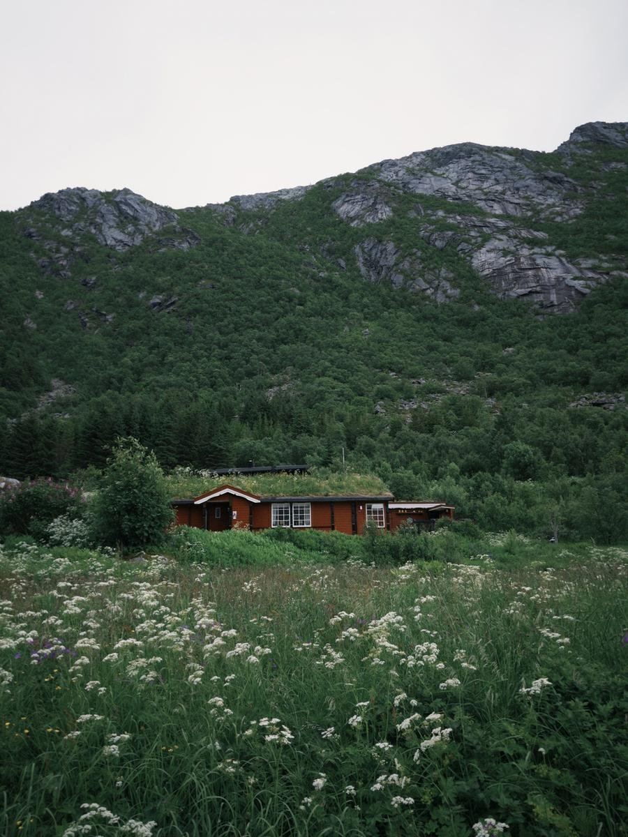 Red cabin among wildflowers below a green mountain slope in Lofoten