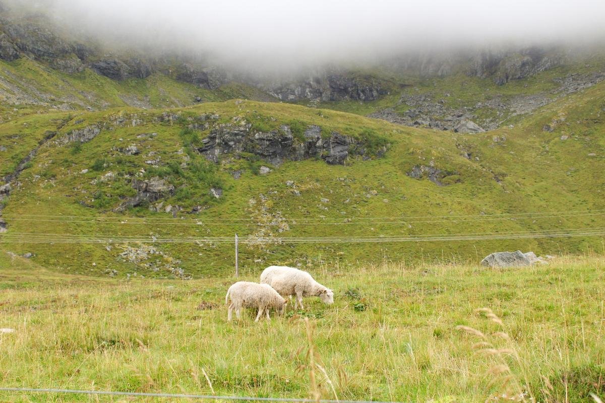 Sheep grazing on a green mountain slope in Lofoten